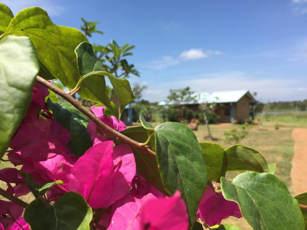 Rho Sigiriya Lake Edge Retreat Kibissa Bagian luar foto